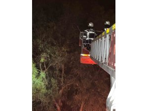 Ağaçta sıkışan kediyi itfaiye kurtardı