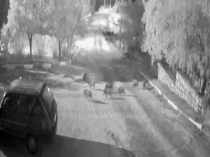 Antalya’da domuz sürüsü gece yarısı köye indi: O anlar kameraya yansıdı