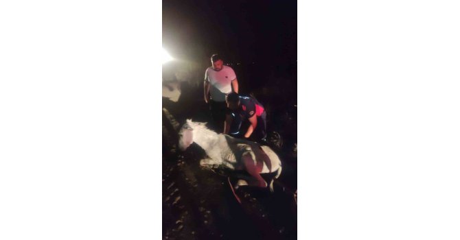 Balçığa saplanan eşek vinçle kurtarıldı