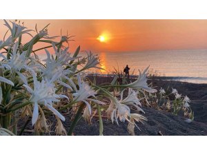 Cezası 2 milyon 800 bin TL’ye kadar çıkıyor: Akdeniz’in güzelliği kum zambakları koruma altına alındı