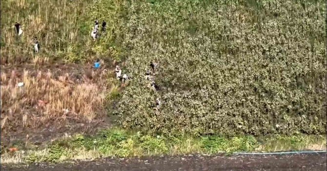 Uyuşturucu tarlasında bin 876 kök kenevir ele geçirildi: 3 tutuklama