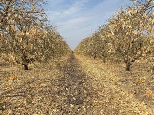 Doğan: "Greyfurt üreticileri de destek kapsamına alınmalıdır"
