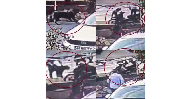 Mersin’deki köpek dehşetinde yeni görüntüler ortaya çıktı: İki saldırıda kamerada