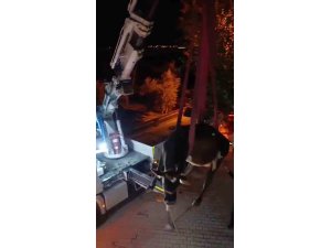 Evin damında mahsur kalan inek vinçle kurtarıldı