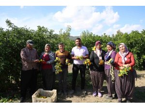 En ucuz meyve: Mandalina bahçede 8 TL’ye kadar düştü