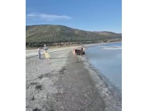 Salda Gölü’nün maskot geyiği, vatandaşlarla keyifli anlar yaşadı