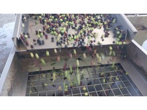 Zeytinin zahmetli yağ yolculuğu başladı