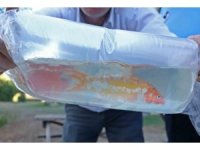 Tayland’tan süs balıkları, Tokat’tan horoz, İstanbul’dan kalkan balığı