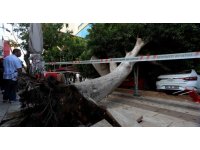 Antalya’da faciadan dönüldü: Araçların üzerine devrilen ağacın altında kalmaktan son anda kurtuldu