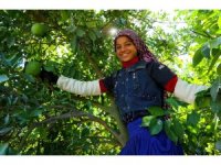 Adana’da portakal hasadı başladı, 360 bin ton rekolte bekleniyor