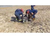 Çamura saplanan eşeği itfaiye ekipleri kurtardı