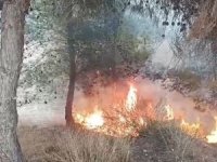 Adana’da bir çocuğun çıkardığı öne sürülen yangında 100 zeytin ağacı yandı