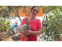 Kümesindeki 100 tavuk içerisinde mavi yumurtlayan 2 tavuğuna 10 yıldır gözü gibi bakıyor