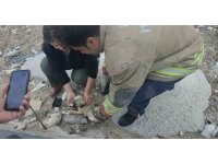 Rögarda mahsur kalan yavru köpeği itfaiye kurtardı