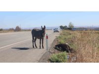 Telef olan eşeğin sıpası, ölü annesinin başında saatlerce bekledi