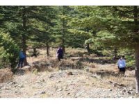 Kilosu etle yarışıyor: Japonların gözdesi sedir mantarı çıktı