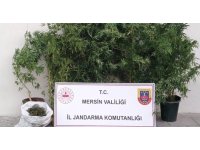 Mersin’de kenevir ekip uyuşturucu üreten şüpheli yakalandı