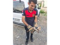 Arsuz’da aracın kaputuna giren kediyi itfaiye kurtardı