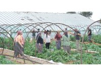 Mersin’de fırtına ve hortum seralara zarar verdi