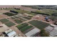 Yanan ormanlar üretilen milyonlarca fidanla yeşerecek