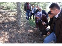 Sedir mantarının geleceği için uyarı: "Her mantar toplanmaz"