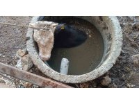 Kuyuya düşen ineği itfaiye kurtardı