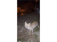 Osmaniye’de meraklı tilki, Osmaniye kömbesini geri çevirmedi