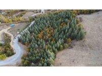 Adana’da 37 yıl önce köylülerin diktiği fidanlar ormana dönüştü