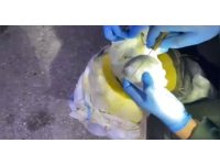 Osmaniye’de bal kabağından uyuşturucu çıktı