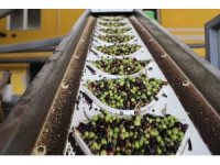 Adana’da zeytinin yağ yolculuğu başladı