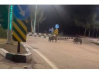 Çukurova Üniversitesi yerleşkesine sürü halinde giren domuzlar görüntülendi