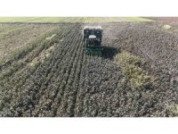 Beyaz altın pamukta kuraklık rekolteyi etkiledi