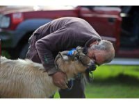 3 keçisini kurtlar yiyen yaşlı adam, mahsur kaldığı uçurumdan kurtarılan son keçisine sarılıp doyasıya öptü