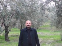 Mut’da bu yıl 120 bin ton zeytin rekoltesi bekleniyor