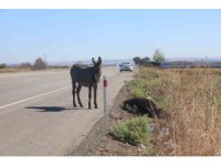 Telef olan annesinin başında beklediği görüntülerle duygulandıran sıpa yeni yuvasında yaşamaya başladı