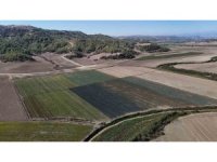 Kuraklığın vurduğu Seyhan Baraj Gölü’nün çevresi tarım arazisi oldu üretim başladı