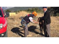 Kaya oyuğuna düşen ve 3 gün mahsur kalan keçi, film gibi operasyonla kurtarıldı