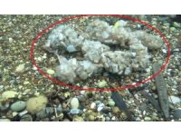 Sigara izmaritleri denizde pamuk tarlasına dönüştü