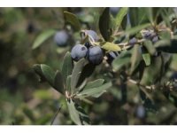 Hatay’da 17 milyon 102 bin ağaçta, 201 bin ton zeytin rekoltesi bekleniyor