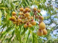 Bu ceviz yenmiyor, temizliyor, cildi güzelleştiriyor