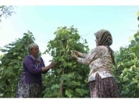 Mersin’de atalık tohumlar gelecek nesillere aktarılıyor