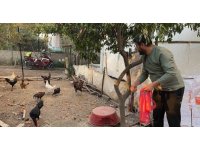 Sahibinin ’Yetiştirmek kolay değil’ dediği mavi yumurtlayan 5 tavuğu tişörtün içerisine koyarak çaldı