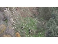 Osmaniye’de kaybolan 15 koyun dron ile bulundu