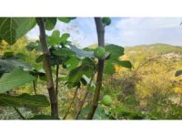 Mevsimi şaşıran incir ağaçları meyve verdi