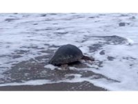 Antalya’da yaralı bulunan Caretta caretta tedavisinin ardından yeniden özgürlüğe kavuştu