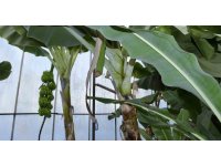 Mersin’de ilginç hırsızlık: Hırsızlar muz ve avokado hasadı yaptı