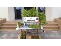Mersin’de kenevir ekip uyuşturucu üreten şüpheli tutuklandı
