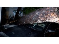 Antalya’da yağmur ve şiddetli rüzgar 10 metrelik ağaç devrildi: iki araç ve bina zarar gördü