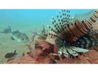 Akdeniz’de balıkların rekabeti: Kızıldeniz’den gelen balık türleri, yerli balıkları baskıladı