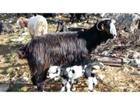 Keçiyi meraya, çobanı yaylaya döndürecek 13 öneri